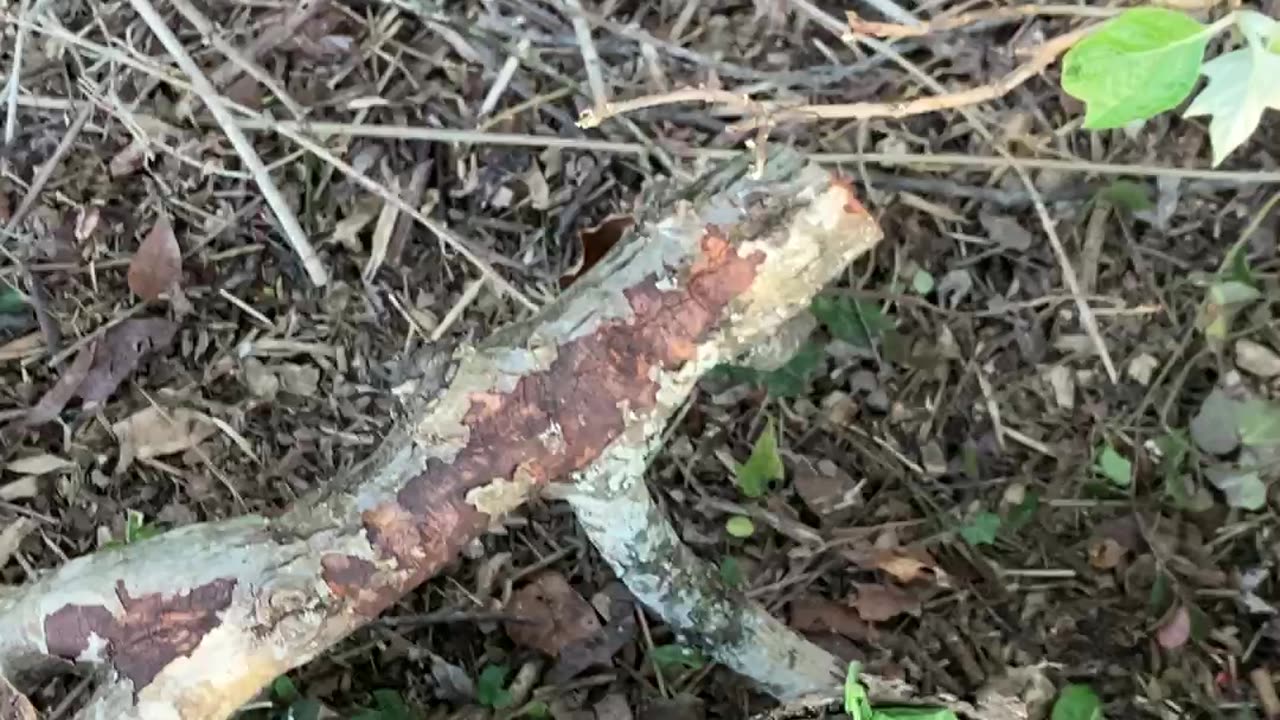 Winecap Mushroom Beds Finally Producing, and more!