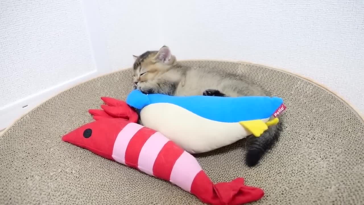 This is what happens when I play with a kitten on a holiday