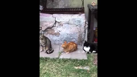 Funny animals