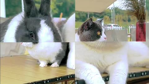 Cat 🐈 videos