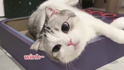 cure cat