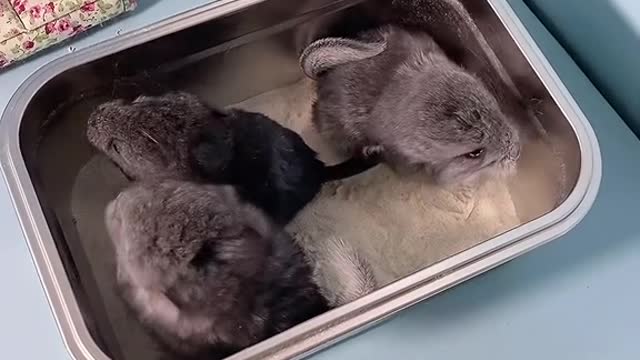 My neighbor totoro is born will take a shower # of pet