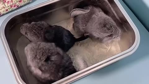 My neighbor totoro is born will take a shower # of pet