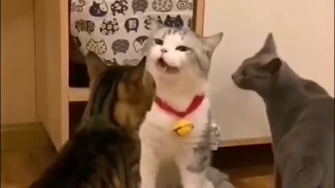 Funny cats🐱😂😃