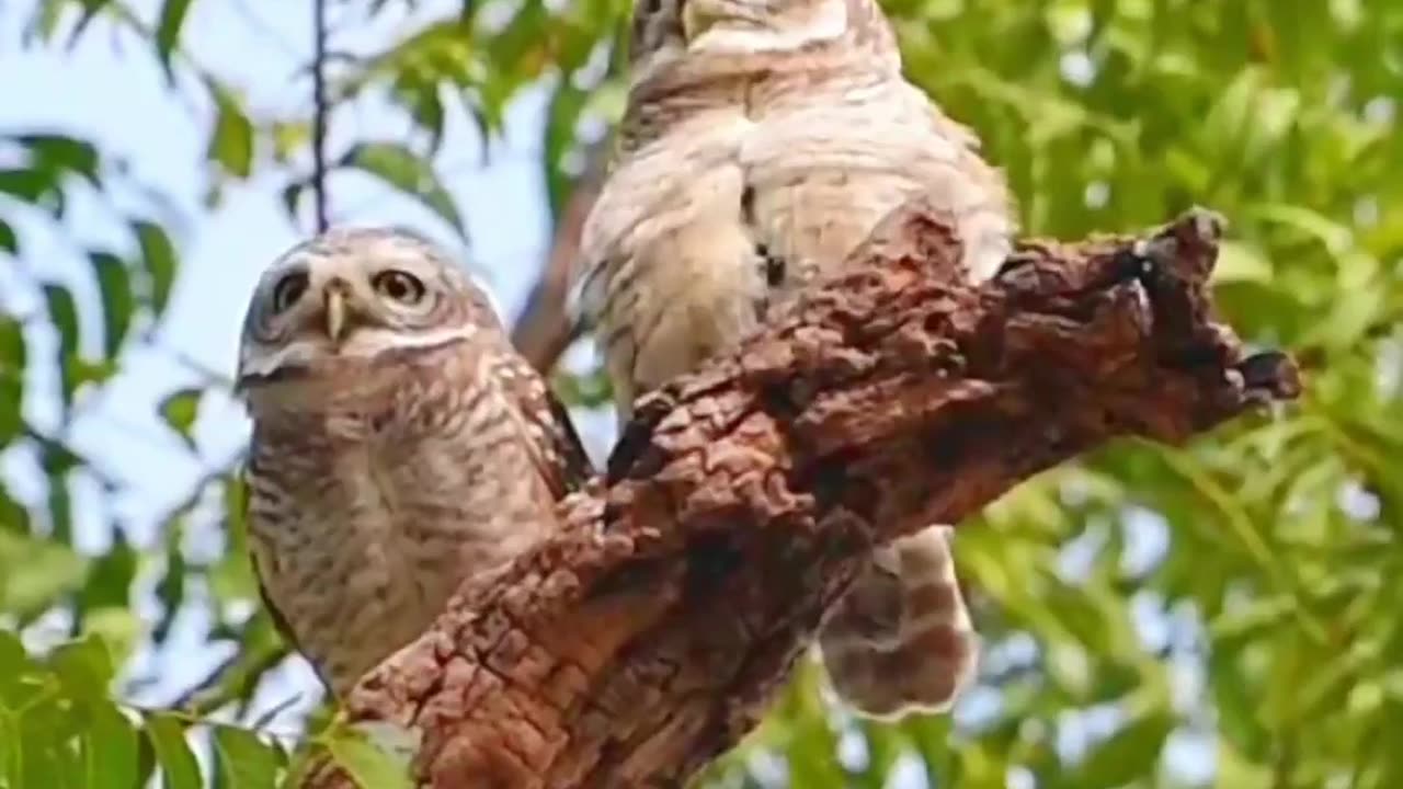 Did you hear that.. see again to hear them talk #spotted #owlet