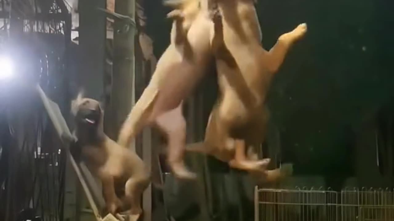 Funniest dogs video