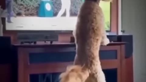 Funny dog video #Short #puppy #firstshortvideo