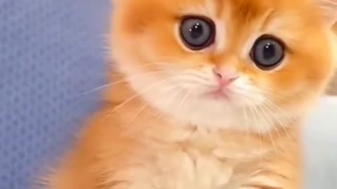 CUTE CAT WITH BABY KITTEN