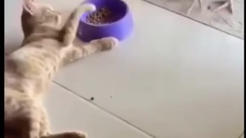 Funny amimal