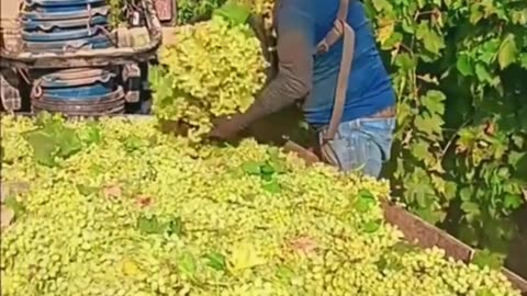 Harvesting grapes