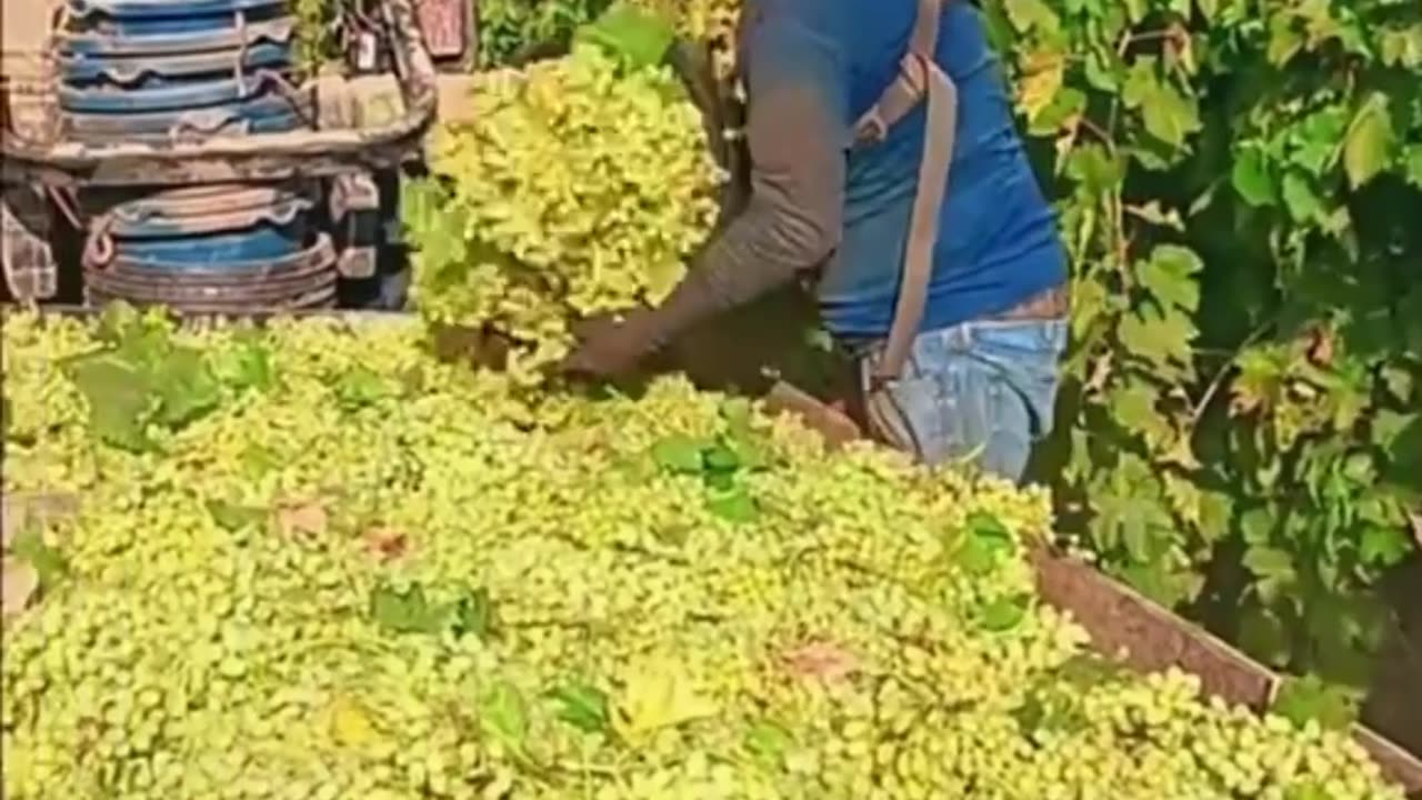 Harvesting grapes