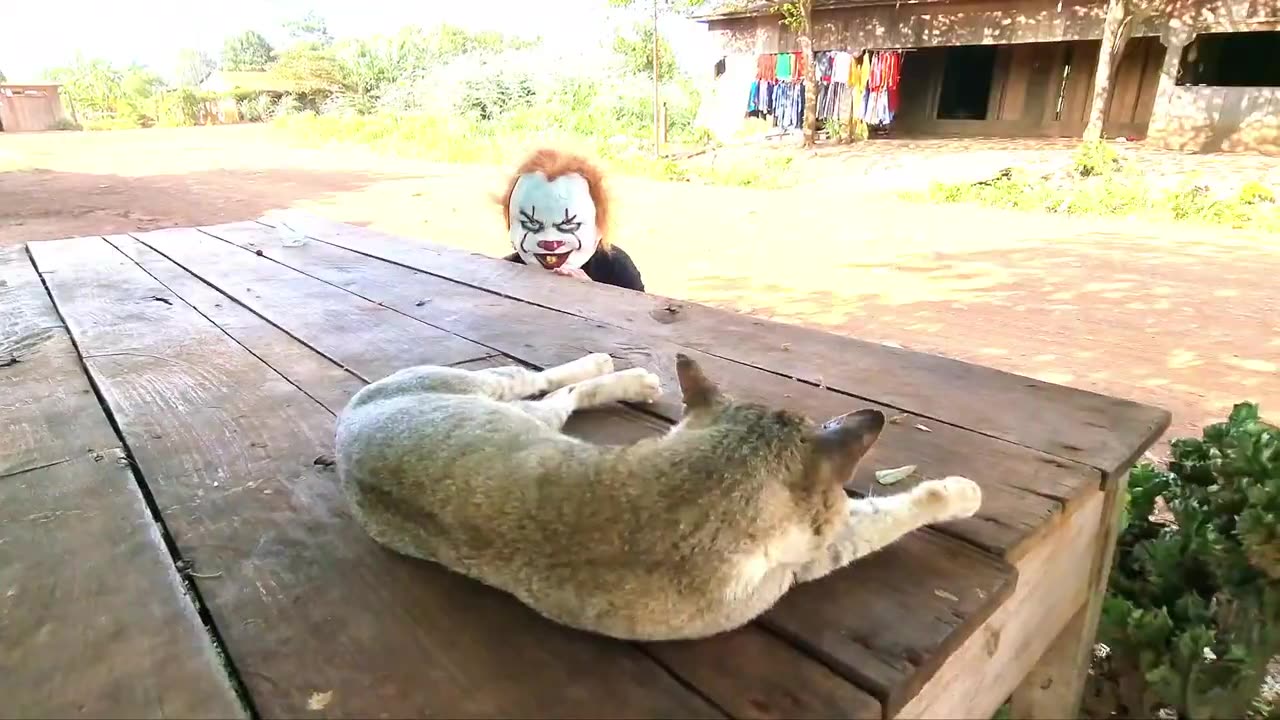 Fake Joker prank & joker Prank to dog, cat - Troll Funny prank.mp4 #rumble