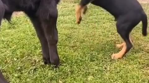 A good director's dog