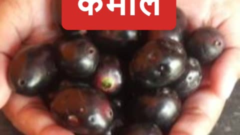 कई चमत्कारी गुणों से भरा है जामुन