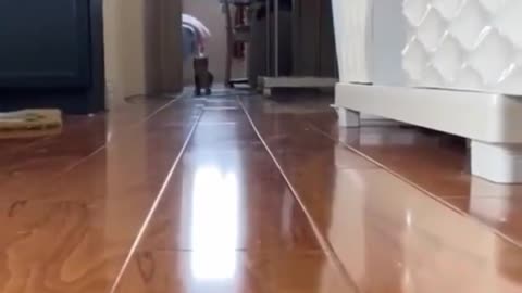 A cat running beautifully