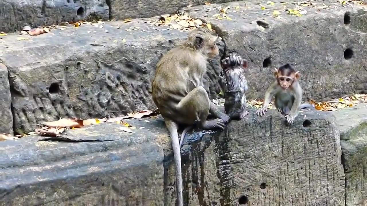 All the Baby Monkeys Are Happy Swimming in the Water #shorts #viral #shortsvideo #video