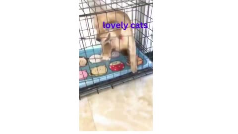 funny cats (video)