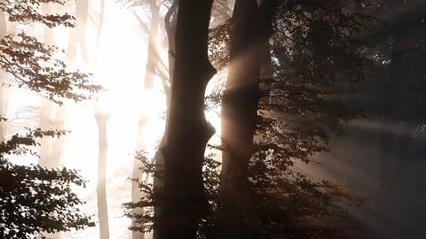 Sun shining behind the woods