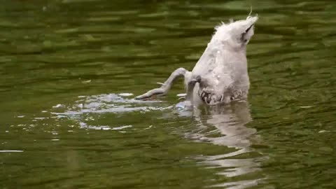 The swan;