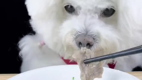 VIRAL MUKBANG.. DOG EATS BETTER THAN..???