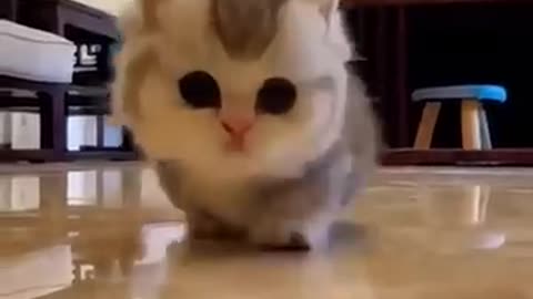 Cute cats ☺️ reaction 😻 animal lover 😍