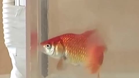 This goldfish was just taught how to drive