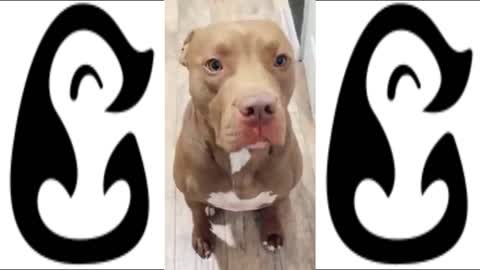 FUNNY DOG VIDEO'S FOUND ON TIKTOK - CUTE DOG COMPILATION!