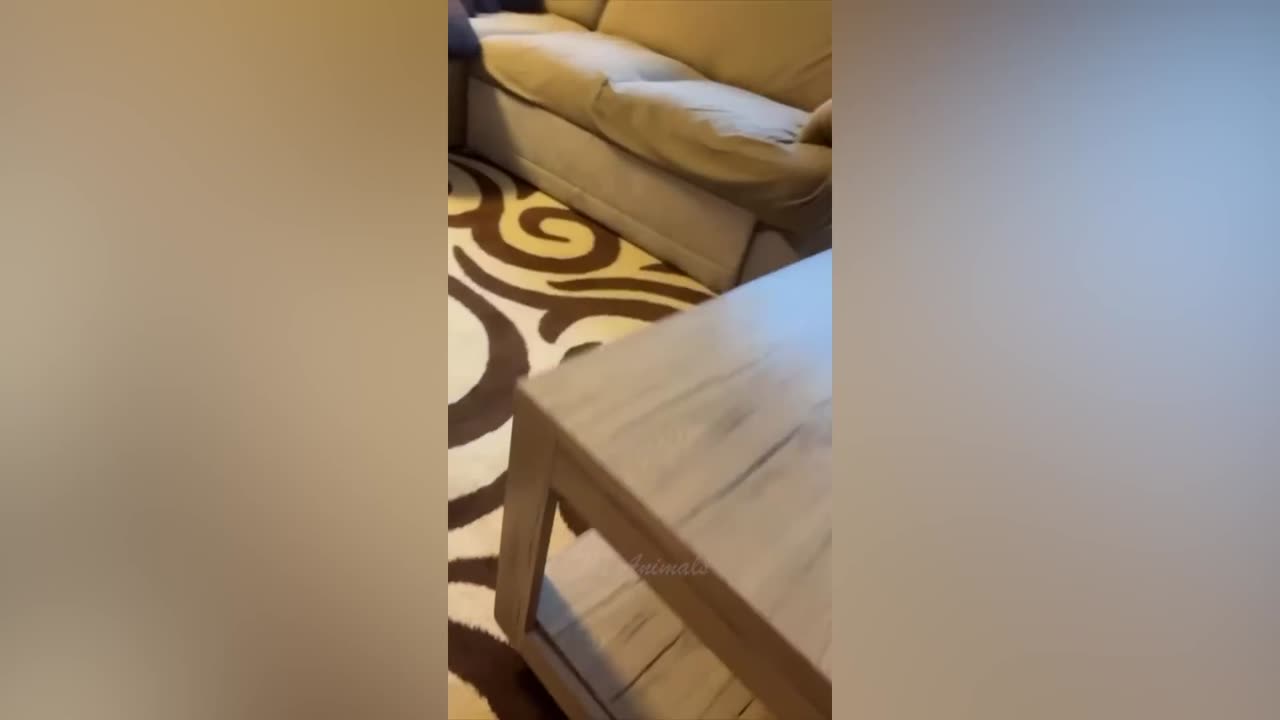 Best Funny Animal Videos Of The 2022 🤣 - Funniest Cats And Dogs Videos 😺😍 (70)