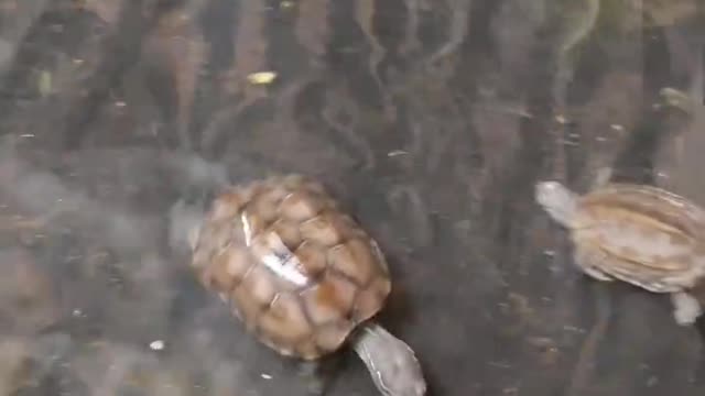 Animal collection, turtle, turtle catch fish, eagle catch chicken