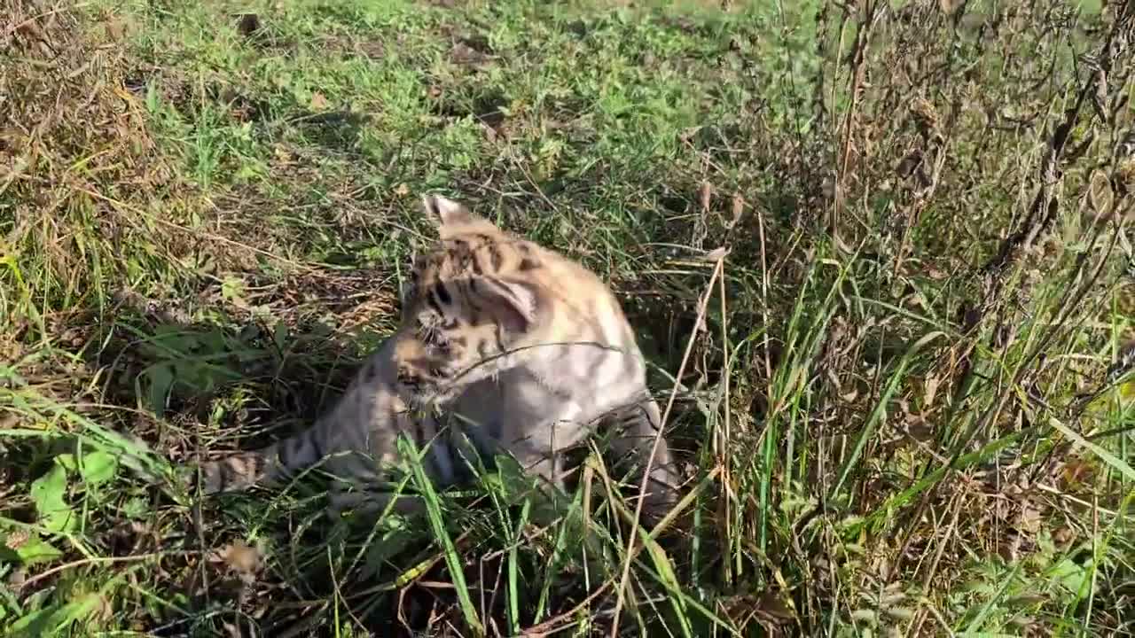 Знакомство тигренка с неврологией и питбуля няньки_Acquaintance of a tiger cub and a pit bull