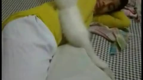 Cat Plays with Her Protective Big Brother