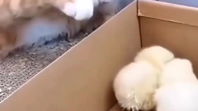 Un chat très drôle et mignon jouant à cache-cache avec des poussins