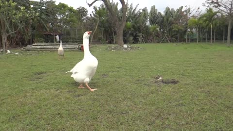 The goose fights the dog