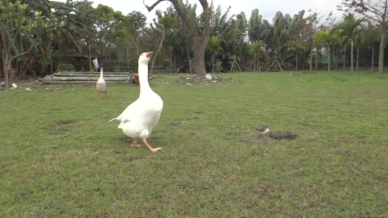 The goose fights the dog