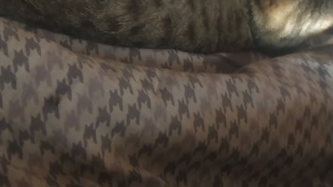 two cats playing on the couch