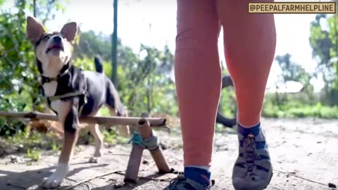 How to train your dog not to bite