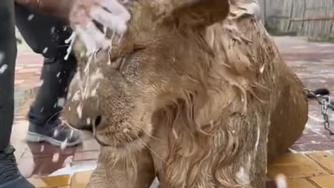 The lion