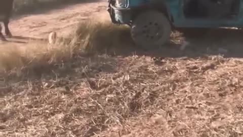BULL