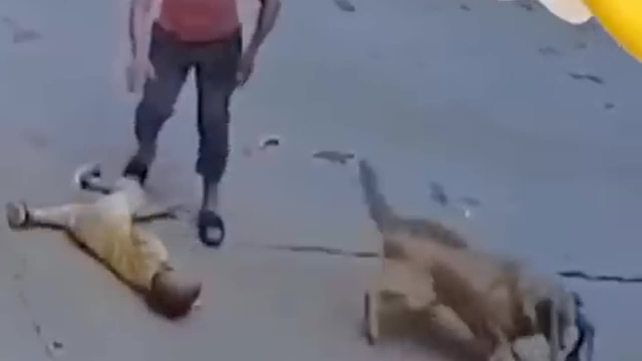 Dog protect her owner to attack other dog short
