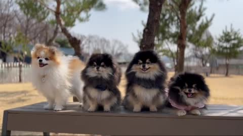 Cute funny lovely dog || dog racing 🐶🐶🐶😮