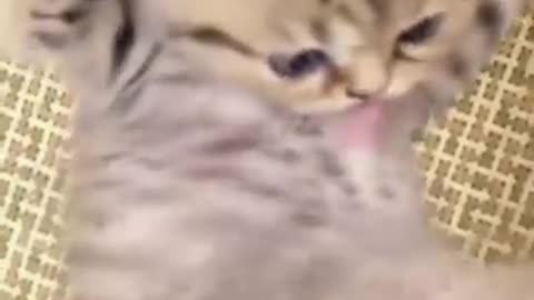 Cute baby cat