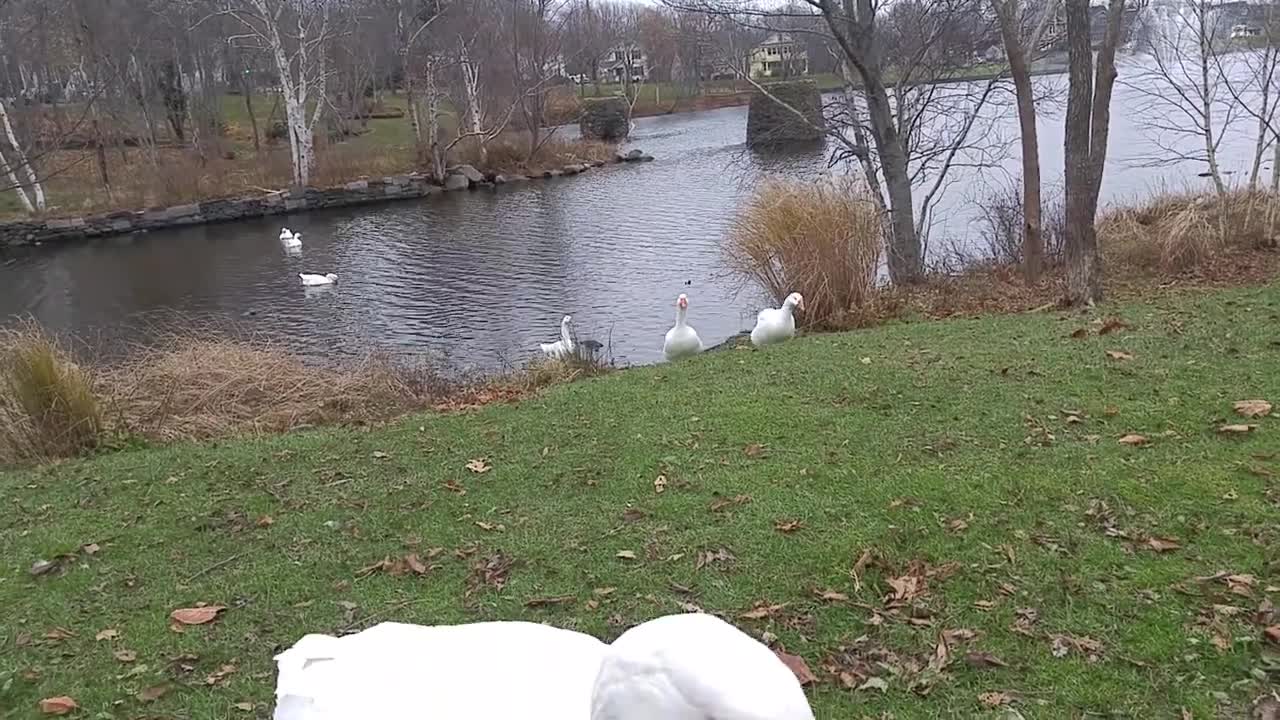 More scratches and more of the flock join us