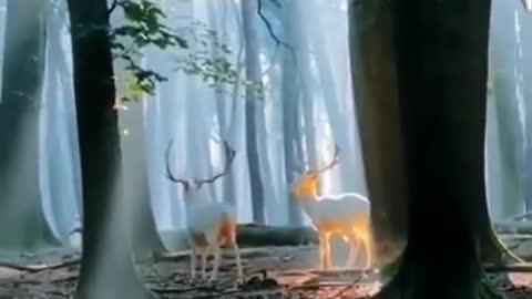Loving animals😍💘//wonderful beauty