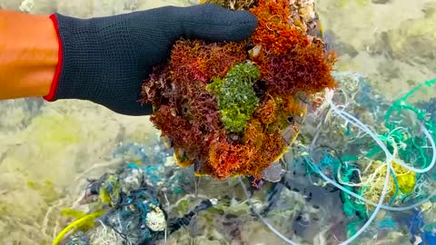 Sea turtle become kings of prey after removing millions of sea creatures and barnacles on shell