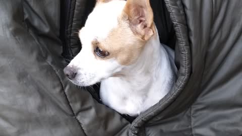 My new BFF Chihuahua learns camping