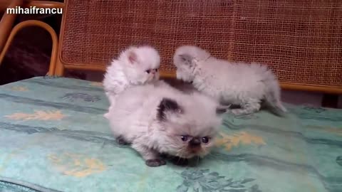 Funny, cat.5