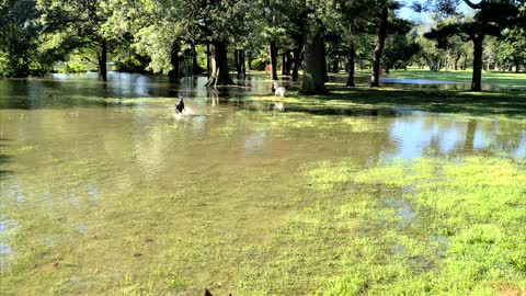 Playing with the ducks