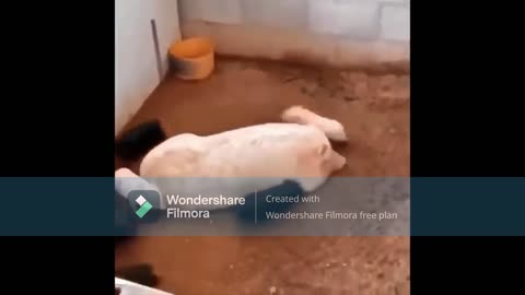 pigs game is beautiful