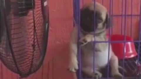 Cute Puppy Sleeping Sitting Up