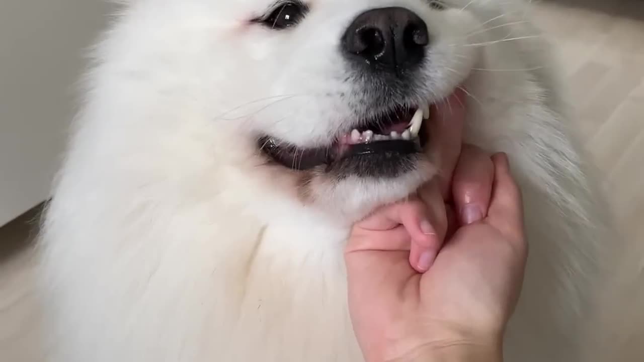 Proof That My Dog Has The Purest Heart